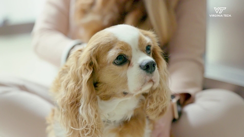 Thumbnail for entry Cavalier King Charles Spaniels Healthy Heart Study