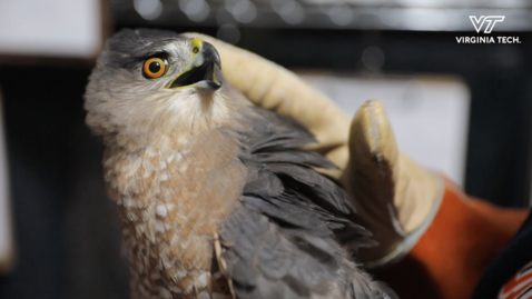 Thumbnail for entry Hokies help Cooper's hawk spread its wings and fly