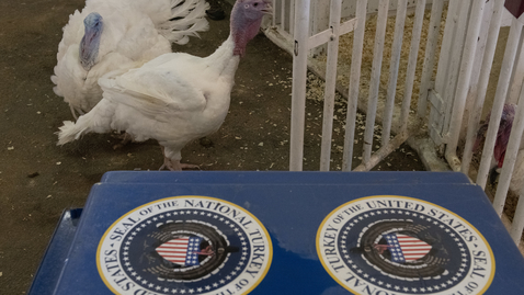 Thumbnail for Presidential Turkeys make Virginia Tech home