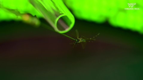 Thumbnail for Understanding Mosquito Behavior to Prevent Disease Spread