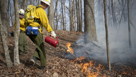 Thumbnail for entry Fire and forest ecology