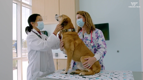 Thumbnail for entry Animal Cancer Care and Research Center opens for comprehensive care of dogs and cats