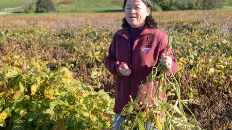 Thumbnail for Virginia Tech researchers develop homegrown edamame 