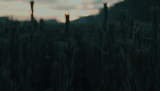 Go to Happy Thanksgiving from the College of Agriculture and Life Sciences with duration: 1 minute, 25 seconds