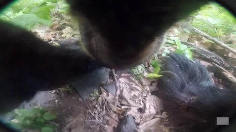 Thumbnail for Bear Cam View