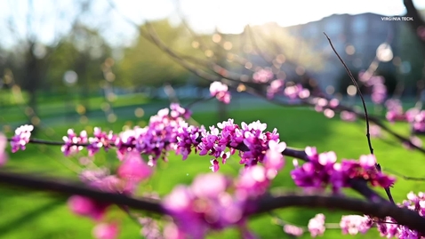 Thumbnail for Springtime on the Drillfield
