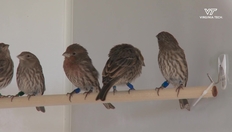 Go to Researcher discusses deadly pathogen strains in nature with duration: 1 minute, 56 seconds