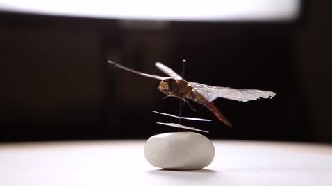 Thumbnail for 3D Imaging brings insect collection to light