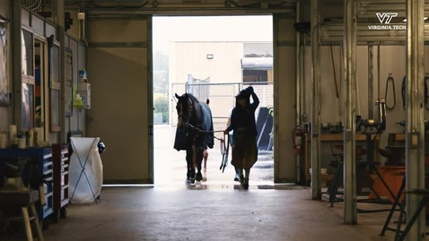 Thumbnail for Hoof health is horse health: Newly certified farrier enhances veterinary hospital services