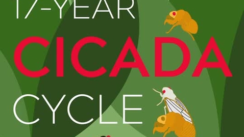Thumbnail for entry 17-Year Cicada Cycle