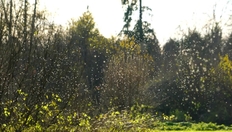 Go to Researchers Discover New Mosquito 'Burst Mode' with duration: 3 minutes, 3 seconds