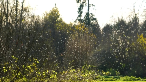 Thumbnail for Researchers Discover New Mosquito 'Burst Mode'