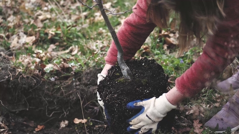 Thumbnail for Tree Planting at Stadium Woods