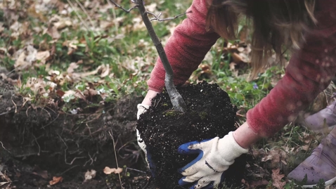 Thumbnail for entry Tree Planting at Stadium Woods