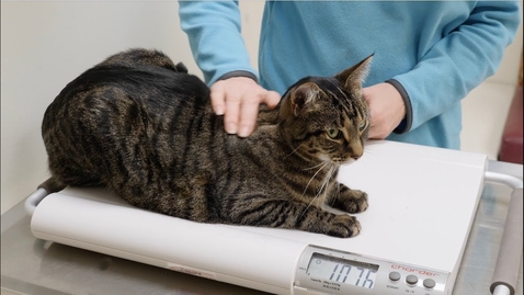 Thumbnail for Feline Obesity Study