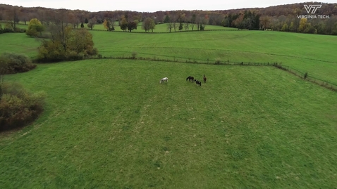 Thumbnail for Comprehensive care at equine medical center