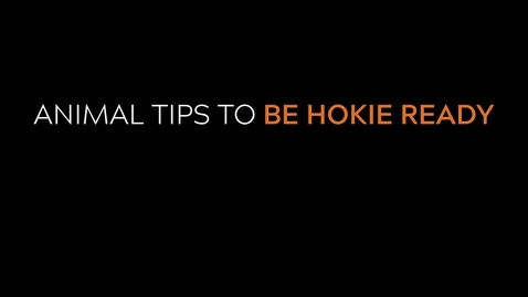Thumbnail for Animal Tips To Be Hokie Ready
