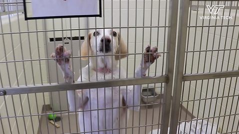 Helping shelter dogs shed their stress - Virginia Tech - Video