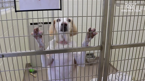 Thumbnail for Helping shelter dogs shed their stress