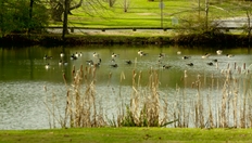 Go to Duck Pond with duration: 48 seconds