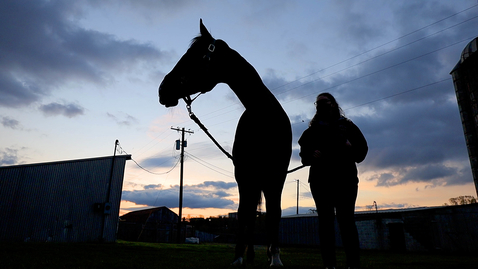 Thumbnail for entry Volunteers learn new skills while caring for Hokie Horses