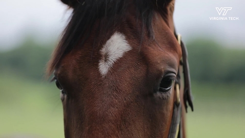 Thumbnail for entry Virginia Tech's Marion duPont Scott Equine Medical Center saves Chanceland Farm foal