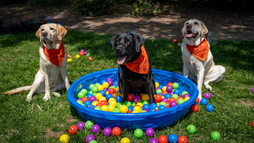 Celebrating National Therapy Animal Day with VT Therapy Dogs ...