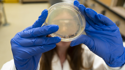 Thumbnail for Bioplastic development means new way of sustainability on farms