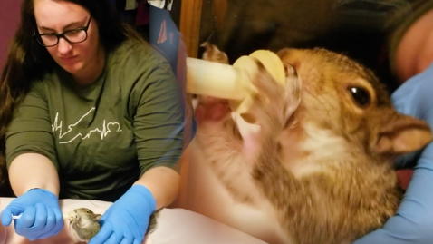 Thumbnail for Student cares for wildlife from home to serve her community