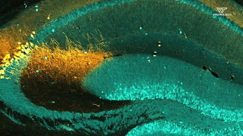 Thumbnail for Meet a Neuroscientist: Shannon Farris, Ph.D.