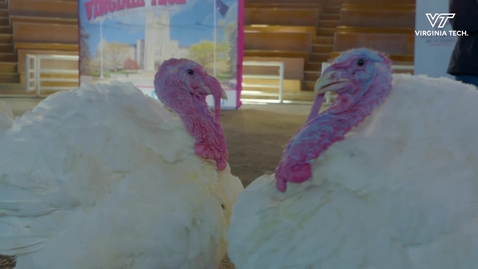 Thumbnail for entry National Thanksgiving Turkeys resting at Virginia Tech