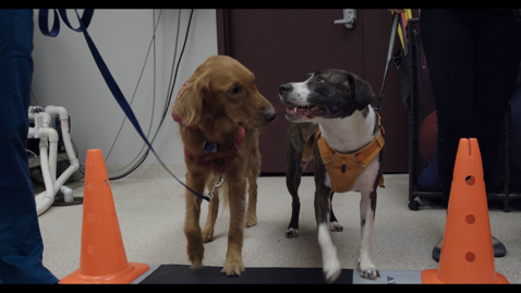 Thumbnail for entry New pressure sensor walkway enhances canine gait analysis