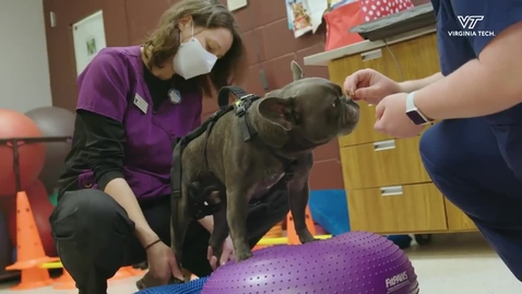 Thumbnail for entry Veterinary Teaching Hospital gets a new underwater treadmill