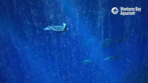 Miniatura para Morning MeditOcean — A Guided Meditation with the Open Sea