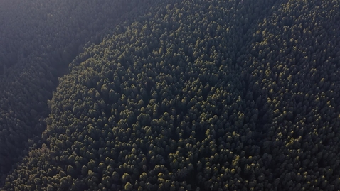 Miniatura para forest-full-of-trees-2085