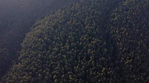 Miniatura para la entrada forest-full-of-trees-2085