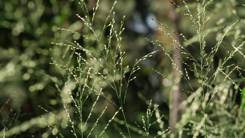 Miniatura para branches-swaying-in-the-wind-95