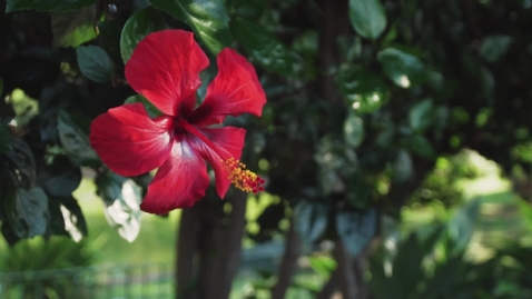 Miniatura para la entrada red-flower-of-a-tree-in-a-garden-3000