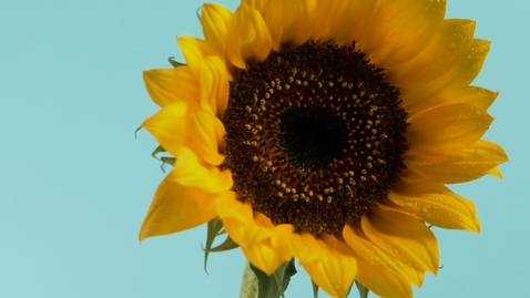 Miniatura para la entrada sunflower-close-up-111