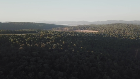 Miniatura para aerial-view-of-sunlight-over-treetops-516