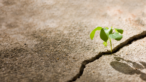 Thumbnail for Tools for Resilience, Perseverance &amp; Hope with Jessica Wright, PhD. 04.29.20