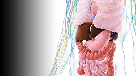 Thumbnail for 9th Annual Exploring Frontiers in the Management of Digestive and Liver Disorders - 02.23.24