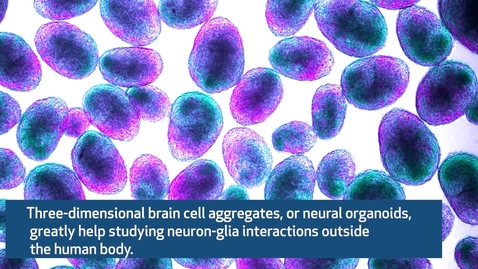 Thumbnail for entry New Rapidly Scalable Neural Organoid Technology