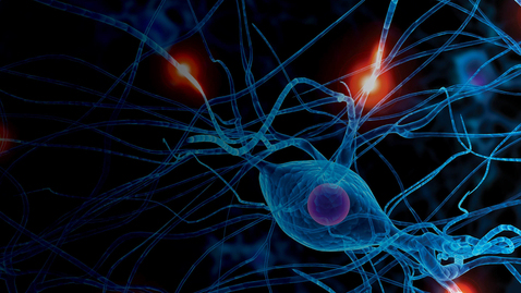 Thumbnail for 14th Annual Advances in Neurology - Day 2 - 09.11.21