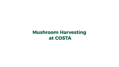 Thumbnail for Harvesting_mushrooms_COSTA_(HD_720_-_WEB_(H264_2500))