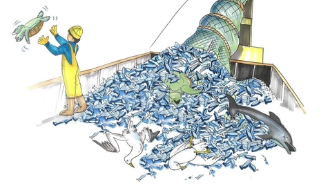 Thumbnail for Introduction to Fisheries and Aquaculture