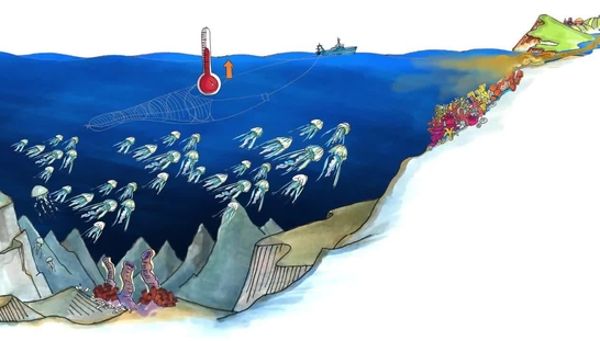 Introduction to Marine Ecosystems