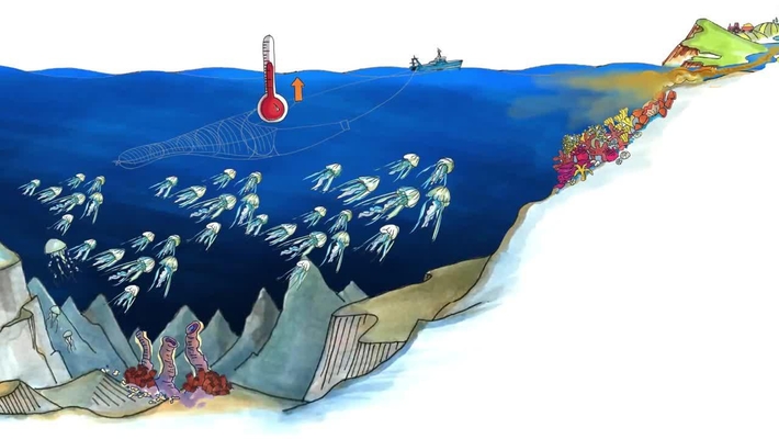 Introduction to Marine Ecosystems