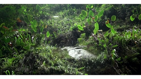 Thumbnail for Biodiversity Loss