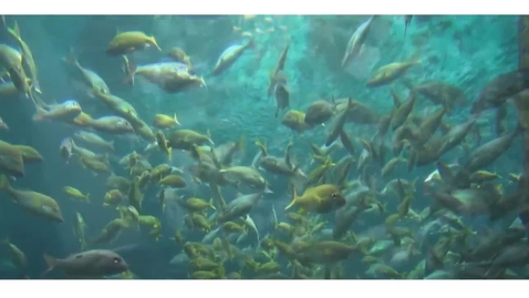 Thumbnail for Sustainable Management of Fisheries